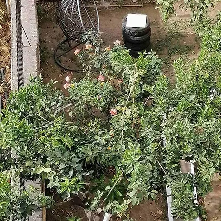 Katerina 's Penthouse *