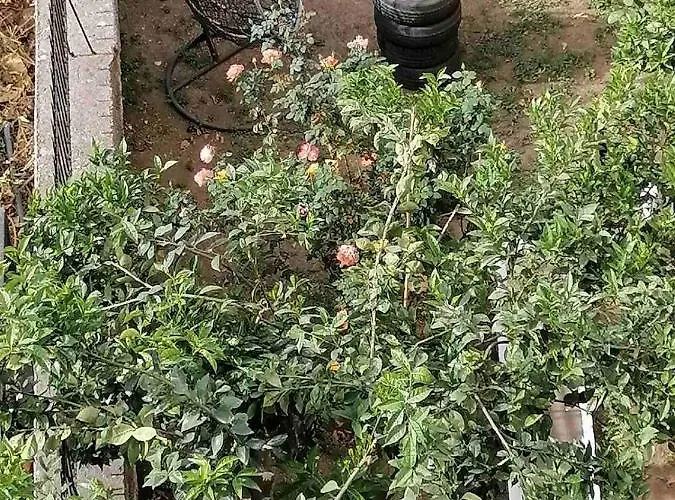 Katerina 's Penthouse *