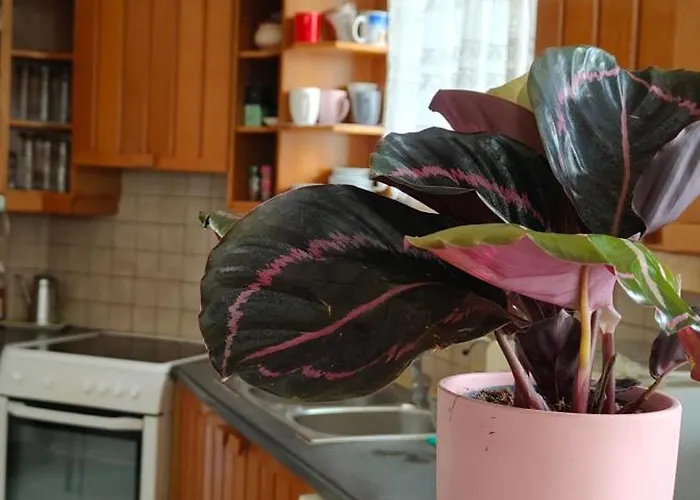 Katerina 's Penthouse * Kalamata